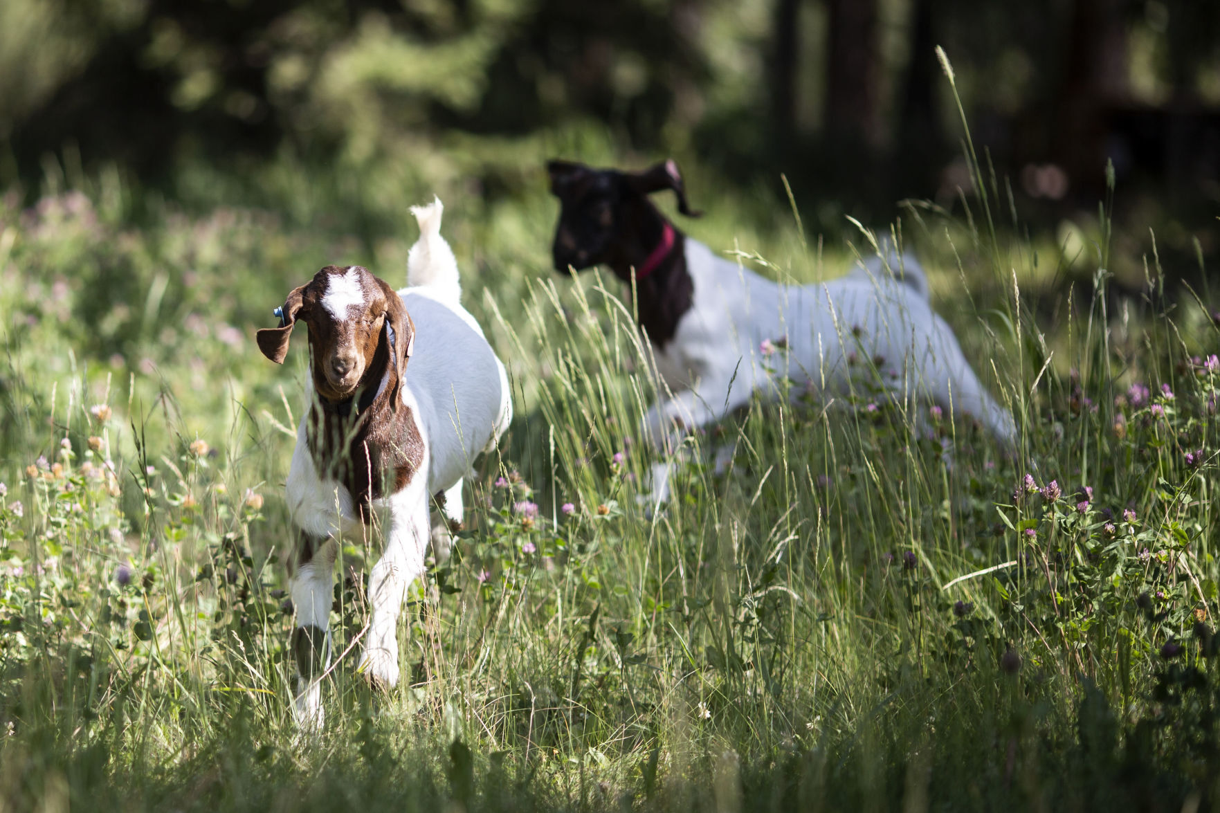 Jack and Maslyn Edmiston 4-H goats